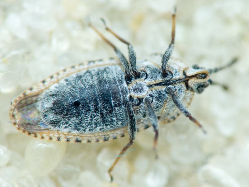 Tingis (Tingis) grisea Germar, 1835